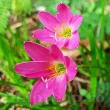 plantare bulbi zephyranthes rosea ghiveci 110x110