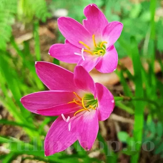 plantare bulbi zephyranthes rosea ghiveci