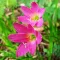 Bulbi Zephyranthes Rosea