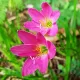 plantare bulbi zephyranthes rosea ghiveci