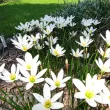 Bulbi Zephyranthes Alba zephyrantes alba crinul ploii alb gradina 110x110