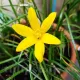 zephyranthes citrina crinul zanelor galben