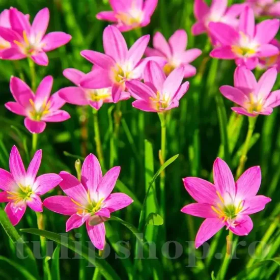 zephyranthes rosea flori roz gradina vara