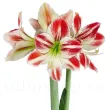Bulbi Amaryllis Ambiance (Hipperastrum) bulbi amarillys ambiance alb rosu primavara 110x110