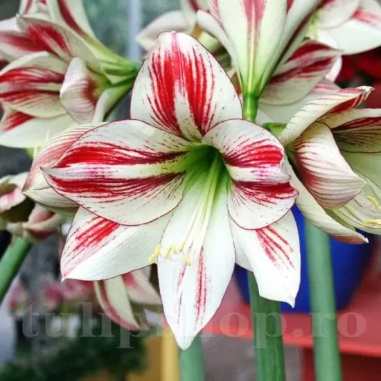 bulbi amarillys ambiance floare interior primavara