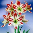 Bulbi Amaryllis Ambiance (Hipperastrum) bulbi amarillys ambiance striat primavara 110x110