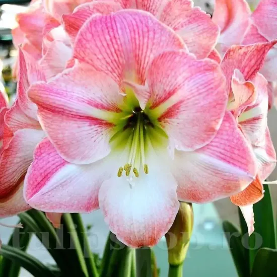 bulbi amarillys apple blossom floare mare primavara