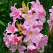 Bulbi Amaryllis Belladonna (Hipperastrum) bulbi amarillys belladonna multe flori primavara 110x110