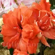 Bulbi Amaryllis Coral Belle (Hipperastrum) bulbi amaryllis coral belle corai somon primavara 110x110