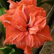 Bulbi Amaryllis Coral Belle (Hipperastrum) bulbi amaryllis coral belle decor gradina primavara 110x110