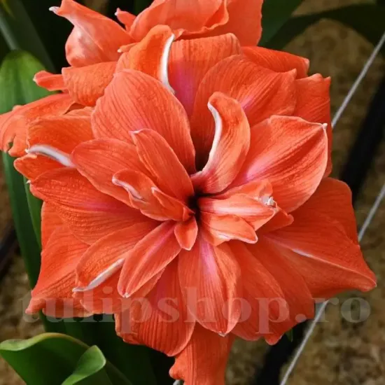 bulbi amaryllis coral belle decor gradina primavara