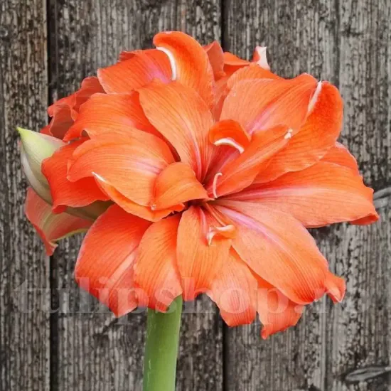 bulbi amaryllis coral belle flori duble primavara