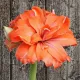 bulbi amaryllis coral belle flori duble primavara