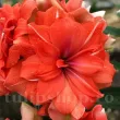 Bulbi Amaryllis Coral Belle (Hipperastrum) bulbi amaryllis coral belle plantare primavara 110x110