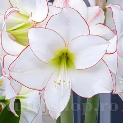 Bulbi Amaryllis Picotee (Hipperastrum)
