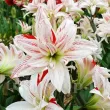 Bulbi Amaryllis Pretty Amadeus (Hipperastrum) bulbi amaryllis pretty amadeus alb roz primavara 110x110