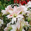 Bulbi Amaryllis Pretty Amadeus (Hipperastrum) bulbi amaryllis pretty amadeus decor exterior primavara 110x110