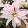 Bulbi Amaryllis Pretty Amadeus (Hipperastrum) bulbi amaryllis pretty amadeus dublu roz primavara 110x110