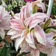 Bulbi Amaryllis Pretty Amadeus (Hipperastrum) bulbi amaryllis pretty amadeus floare batuta primavara 110x110