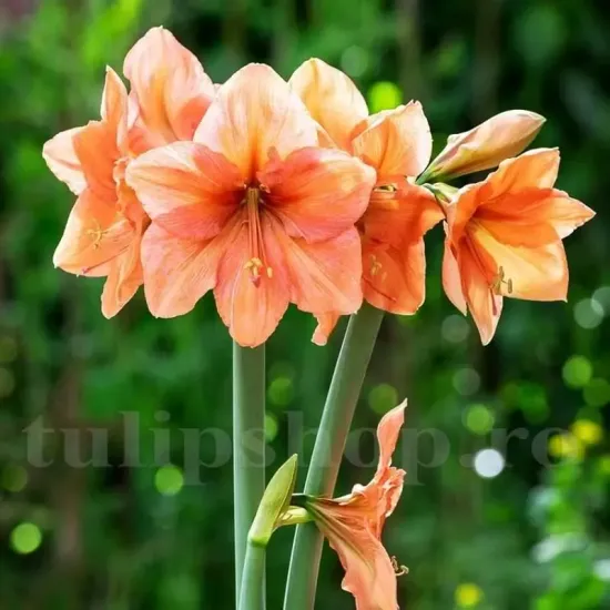 bulbi amaryllis rilona floare portocalie primavara