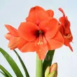 Bulbi Amaryllis Rilona (Hipperastrum) - Primavara bulbi amaryllis rilona somon deschis primavara 110x110