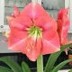 bulbi amaryllis susan gradina inflorita primavara