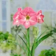 Bulbi Amaryllis Susan (Hipperastrum) - Primavara bulbi amaryllis susan roz plantare primavara 110x110
