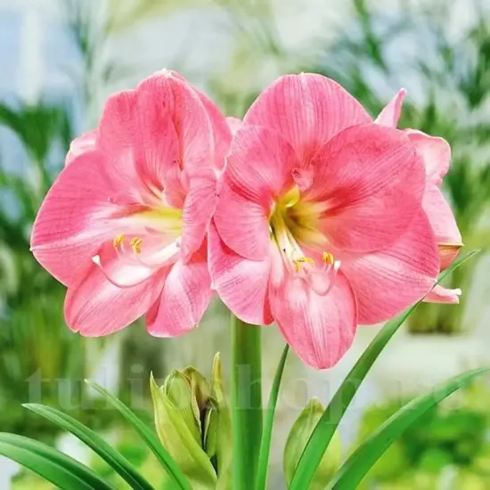 bulbi amaryllis susan terasa vara primavara