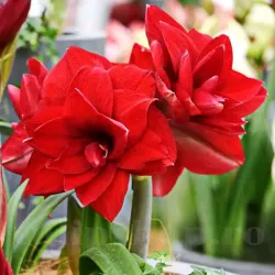 Bulbi Amaryllis Amarantia (Hipperastrum)