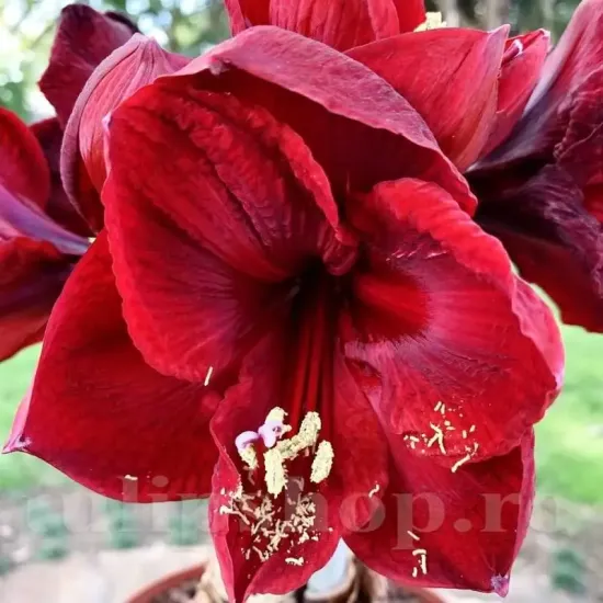 amaryllis benfica bulbi ghiveci decorativi