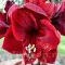 Bulbi Amaryllis Benfica (Hipperastrum)