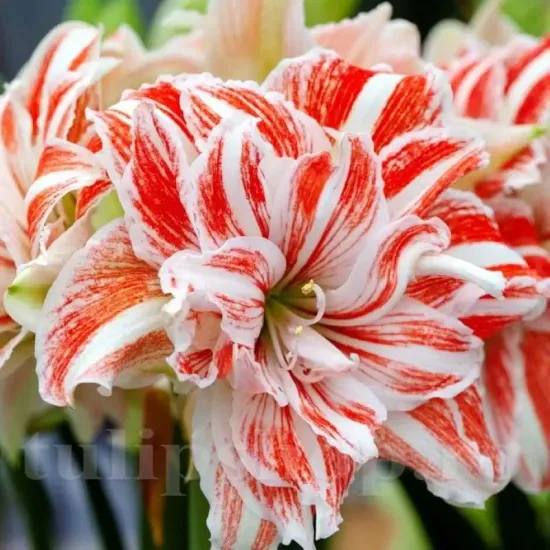 amaryllis dancing queen bulbi rezistenti ger