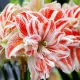 amaryllis dancing queen bulbi rezistenti ger