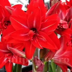 Bulbi Amaryllis Double Delicious (Hipperastrum) - Toamna