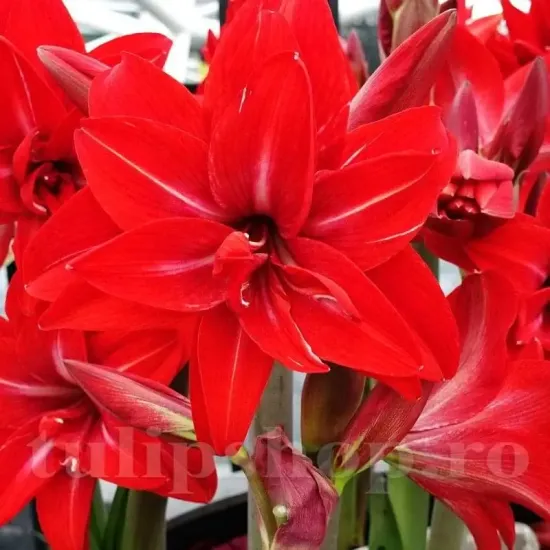 Bulbi Amaryllis Double Delicious (Hipperastrum) - Toamna amaryllis double delicious bulbi ghiveci cadou