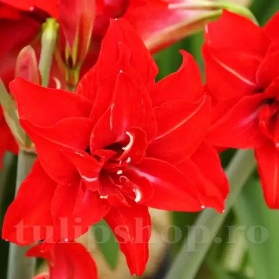 Bulbi Amaryllis Double Delicious (Hipperastrum) - Toamna amaryllis double delicious inflorire craciun