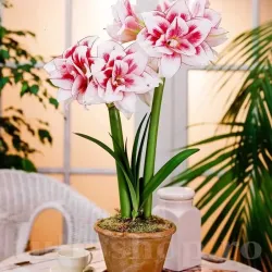 Bulbi Amaryllis Elvas (Hipperastrum)