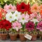Pachet Bulbi Amaryllis Premium Mix10 (Hippeastrum) - Toamna