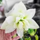 amaryllis jewel bulbi ghiveci batut