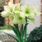 Bulbi Amaryllis Limona (Hipperastrum)