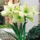 amaryllis limona bulbi ghiveci exotic