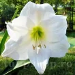 amaryllis mont blanc bulbi ghiveci iarna 110x110