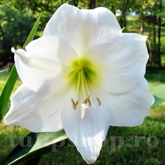 amaryllis mont blanc bulbi ghiveci iarna