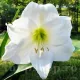 amaryllis mont blanc bulbi ghiveci iarna