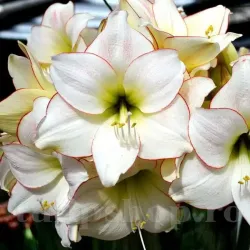 Bulbi Amaryllis Picotee (Hipperastrum) - Toamna