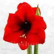 amaryllis red lion bulbi ghiveci apartament 110x110