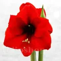 Bulbi Amaryllis Red Lion (Hipperastrum)