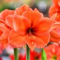 Bulbi Amaryllis Rilona (Hipperastrum)
