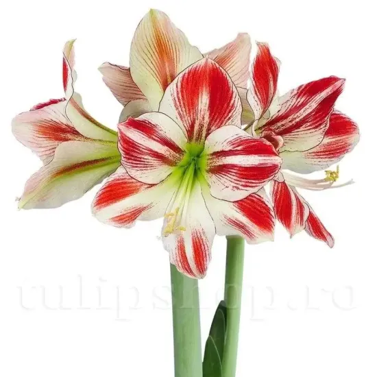 Bulbi Amaryllis Ambiance (Hipperastrum) bulbi amarillys ambiance alb rosu