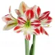 Bulbi Amaryllis Ambiance (Hipperastrum) bulbi amarillys ambiance alb rosu